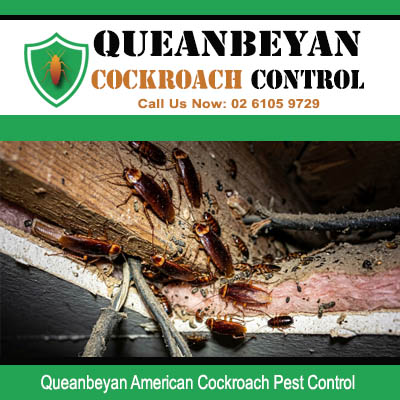 American cockroach colony nesting inside damaged rotting timber wall cavity with heavy debris in Queanbeyan