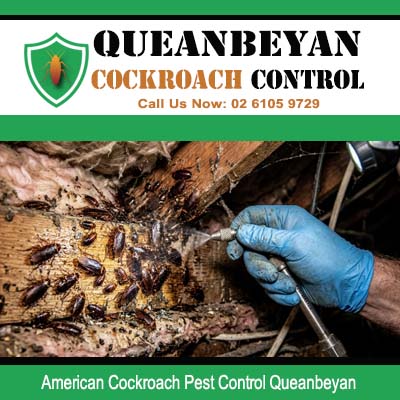 Close up of American cockroach colony discovered nesting inside severely rotting and damaged timber structure during pest inspection in Queanbeyan NSW