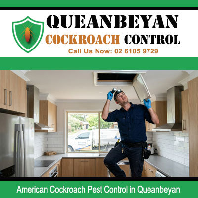 Pest control technician using torch to inspect inside ceiling manhole access point for American cockroach activity in Queanbeyan