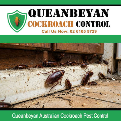 Australian cockroach colony with visible debris and droppings clustered along timber skirting board and concrete floor in Queanbeyan