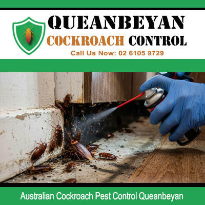 Licensed pest technician applying aerosol spray directly to Australian cockroach colony at damaged skirting board and wall base junction in Queanbeyan