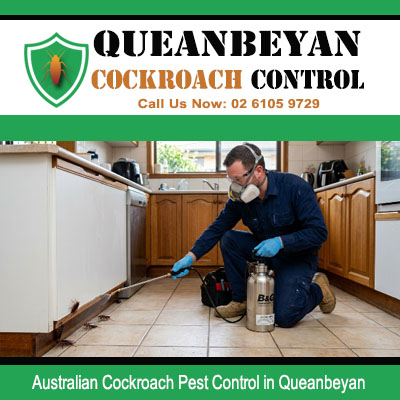 Australian cockroach extermination treatment applied along timber kitchen cabinet and drawer base by pest technician in Queanbeyan NSW Australia