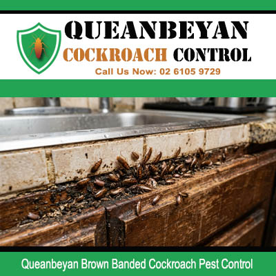 Severe Brown Banded cockroach infestation with grease and debris along kitchen countertop and wall junction in Queanbeyan NSW property
