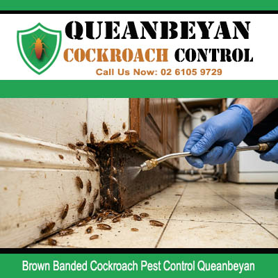 Licensed pest technician applying direct spray to heavy Brown Banded cockroach colony at damaged skirting board and tiled floor junction in Queanbeyan
