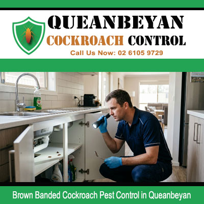 Professional pest technician inspect under kitchen sink cabinet for Brown Banded cockroach infestation in Queanbeyan NSW property