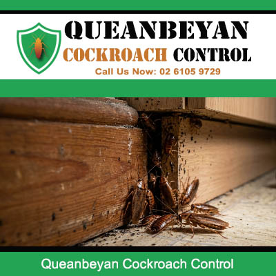 Close up of cockroach infestation with droppings and debris at timber skirting board and wooden floor corner in Queanbeyan NSW