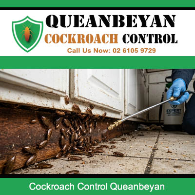 Licensed pest technician applying spray wand treatment to heavy cockroach colony at white door frame base and concrete floor in Queanbeyan