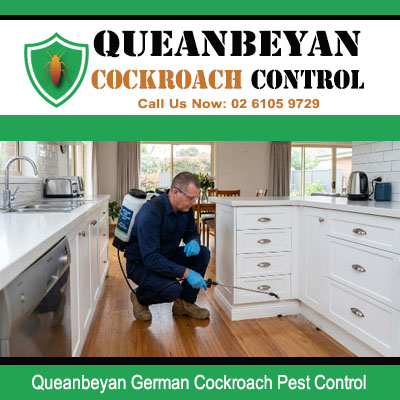 German cockroach extermination treatment applied along white kitchen cabinet base and island bench floor by gloved kneeling pest technician in Queanbeyan NSW Australia