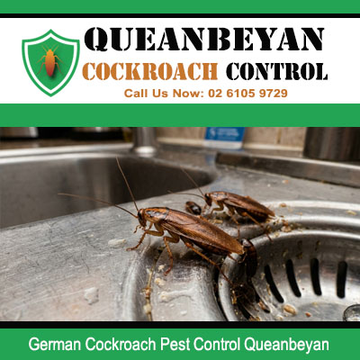Close up of German cockroaches crawling inside and around stainless steel kitchen sink in Queanbeyan NSW
