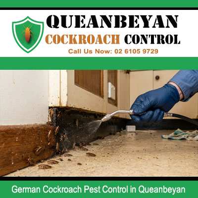 Licensed pest technician using scraper to expose severe German cockroach colony with heavy damage and droppings at door frame base in Queanbeyan