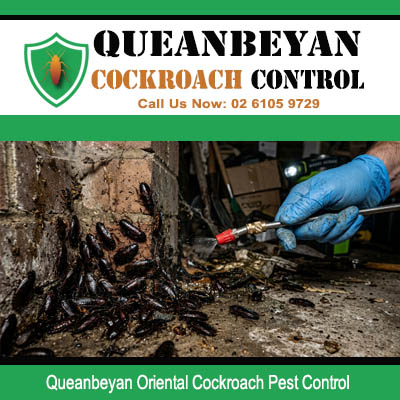 Licensed pest technician applying direct spray to heavy Oriental cockroach colony on severely damaged rotting timber surface in Queanbeyan