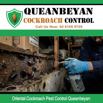 Close up of Oriental cockroach infestation on severely rotting timber wall structure being treated with B&G spray canister in Queanbeyan NSW