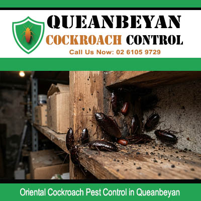 Oriental cockroach colony crawling across wooden shelving and timber storage structures in dark indoor storage area in Queanbeyan